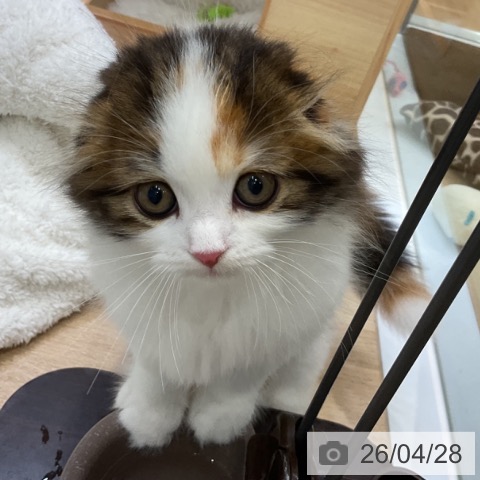 スコティッシュフォールドの写真