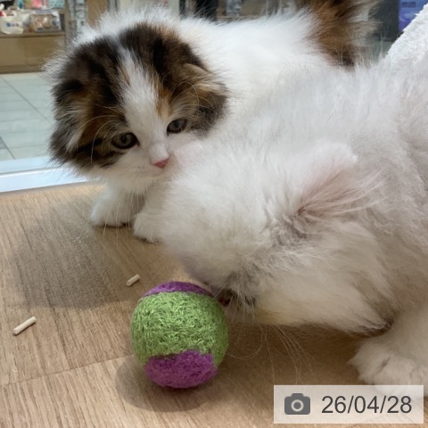 スコティッシュフォールドの写真