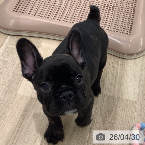 フレンチ・ブルドッグの写真