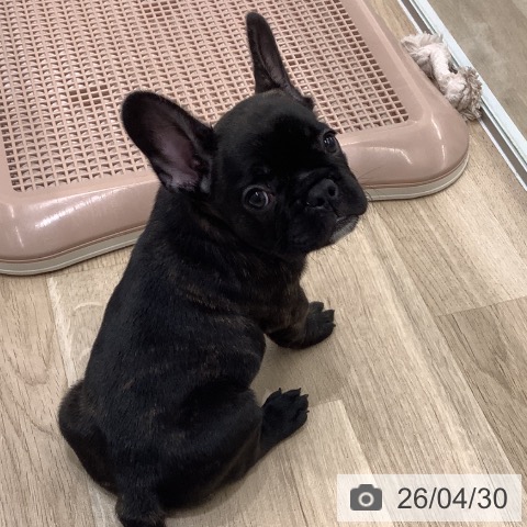 フレンチ・ブルドッグの写真