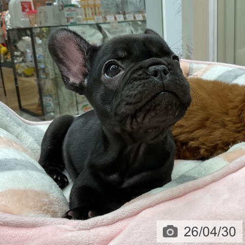 フレンチ・ブルドッグの写真