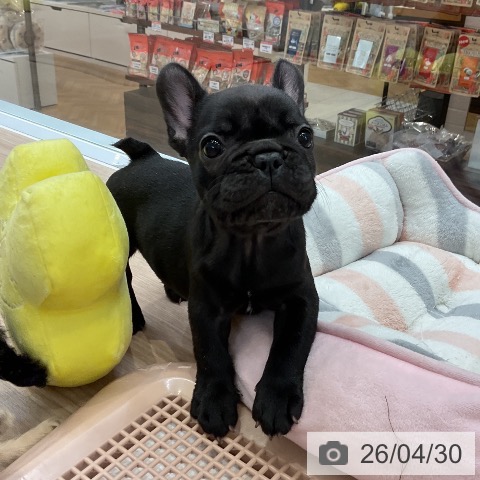 フレンチ・ブルドッグの写真