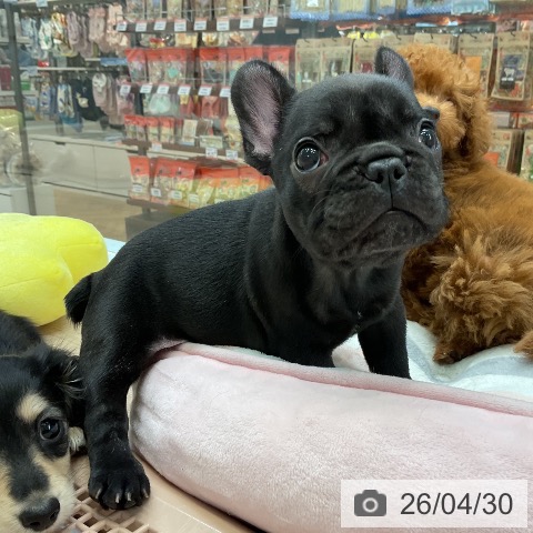 フレンチ・ブルドッグの写真