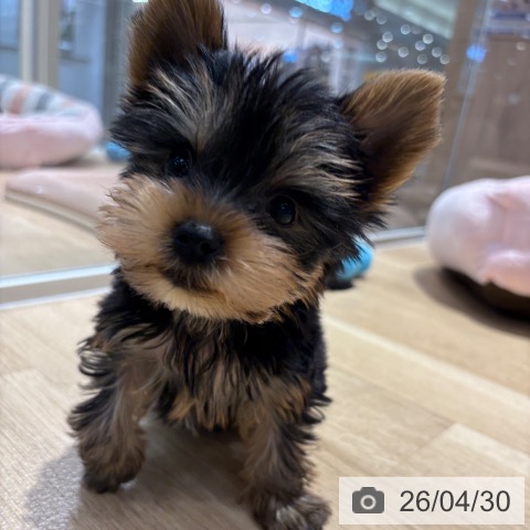 ヨークシャー・テリアの写真