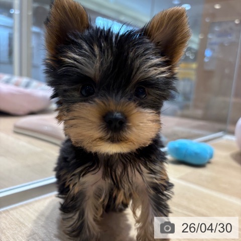 ヨークシャー・テリアの写真