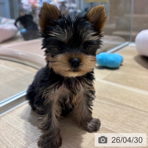 ヨークシャー・テリアの写真