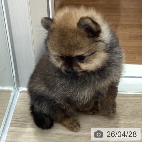 ポメラニアンの写真