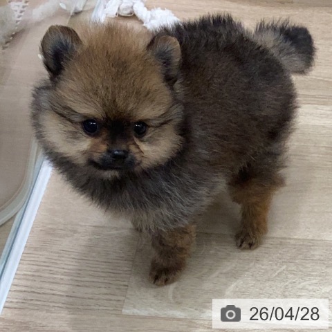 ポメラニアンの写真