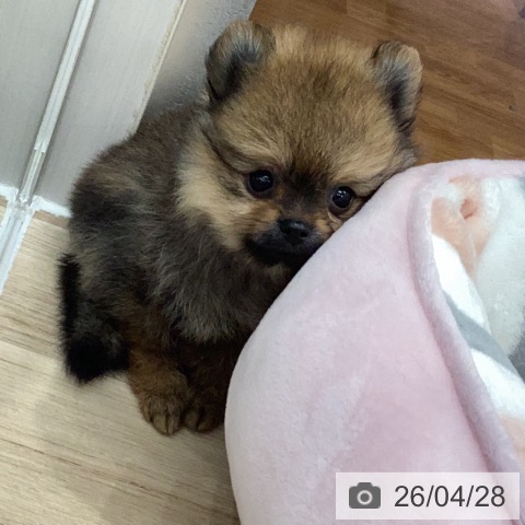 ポメラニアンの写真