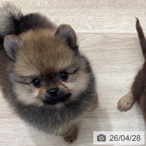 ポメラニアンの写真