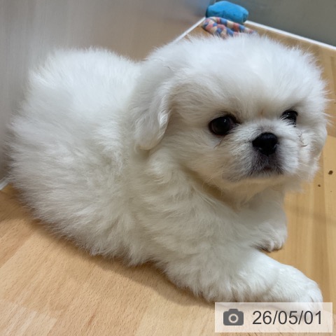奈良県のペキニーズ (ペットプラス 大和郡山店/2026年2月26日生まれ/男の子/ホワイト)の子犬の4枚目の画像