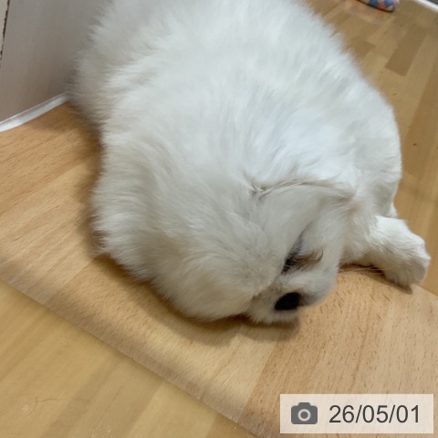 奈良県のペキニーズ (ペットプラス 大和郡山店/2026年2月26日生まれ/男の子/ホワイト)の子犬の3枚目の画像