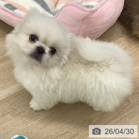 ペキニーズの写真