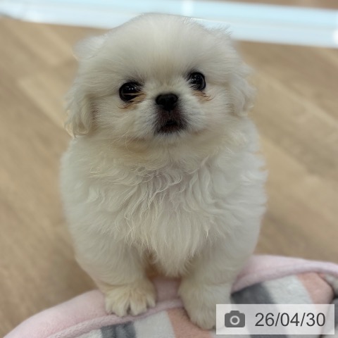ペキニーズの写真