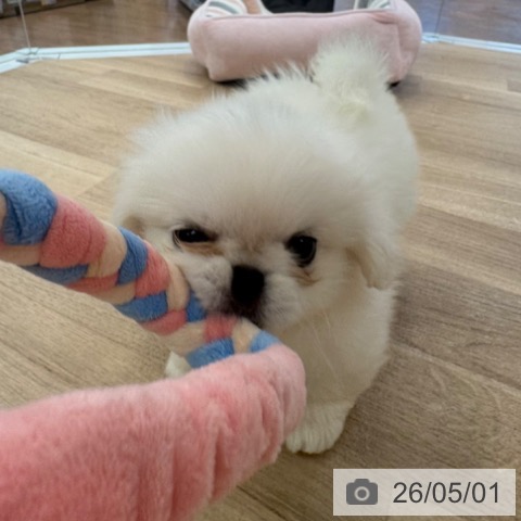 ペキニーズの写真