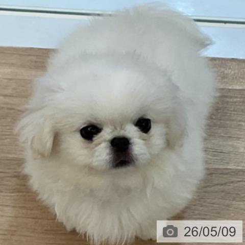 ペキニーズの写真