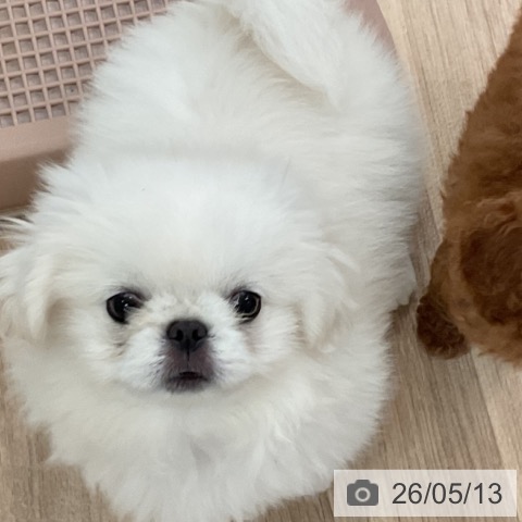 ペキニーズの写真