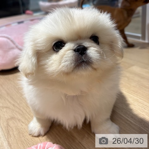 ペキニーズの写真