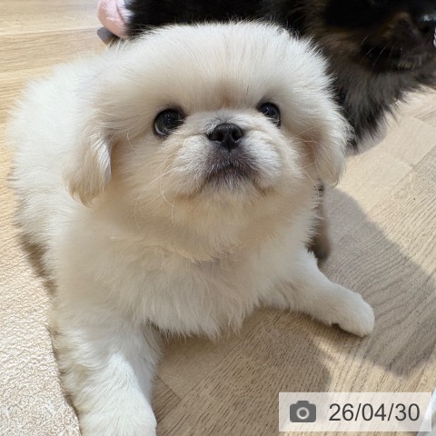 ペキニーズの写真