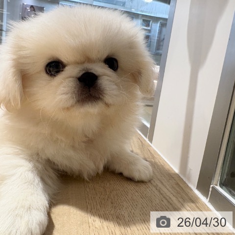 ペキニーズの写真