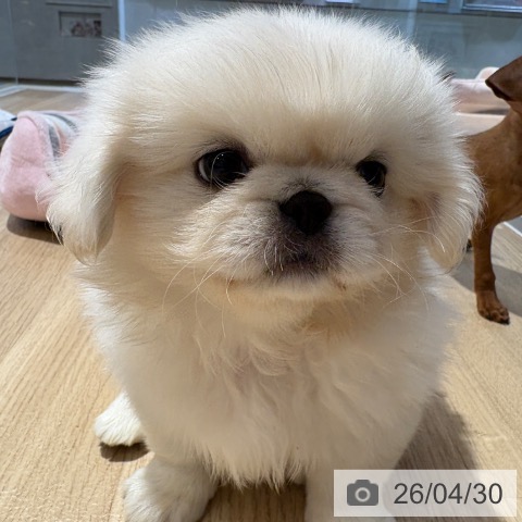 ペキニーズの写真