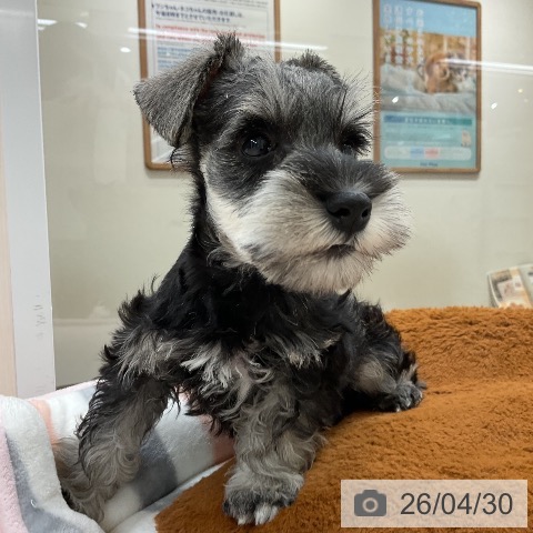 ミニチュア・シュナウザーの写真