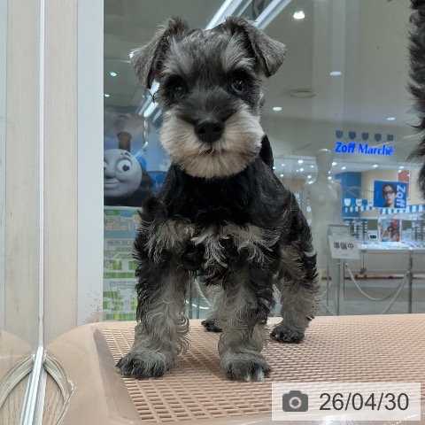 ミニチュア・シュナウザーの写真