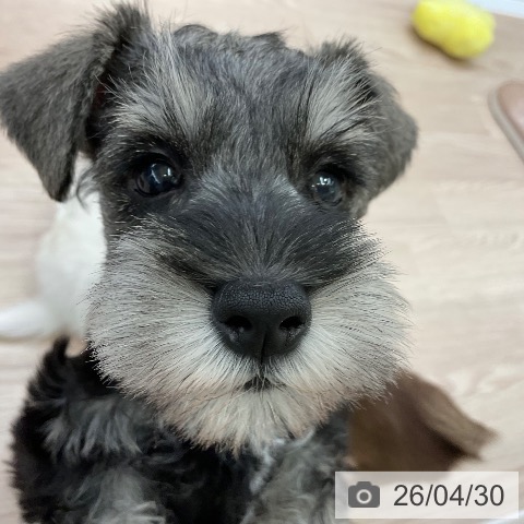 ミニチュア・シュナウザーの写真