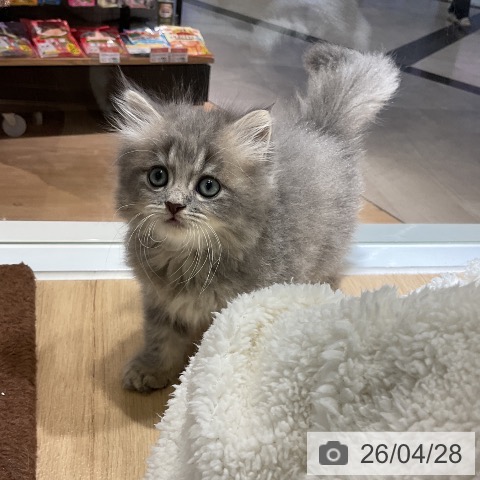 ラガマフィンの写真