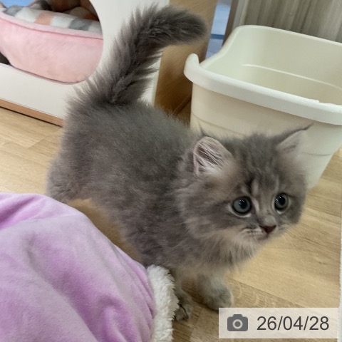 ラガマフィンの写真