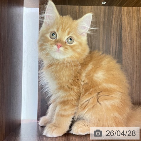 スコティッシュフォールドの写真