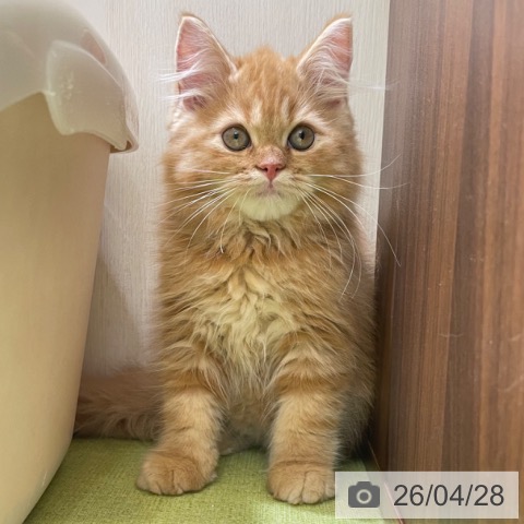 スコティッシュフォールドの写真