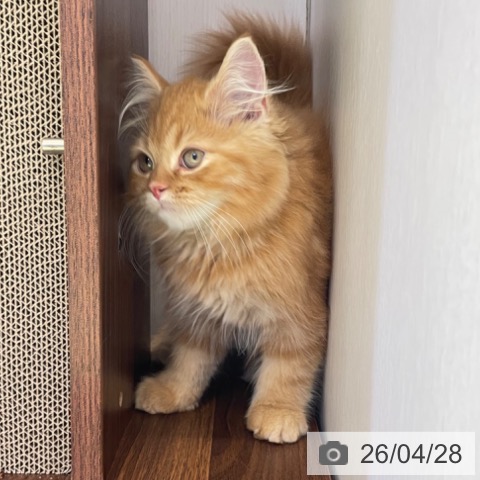 スコティッシュフォールドの写真