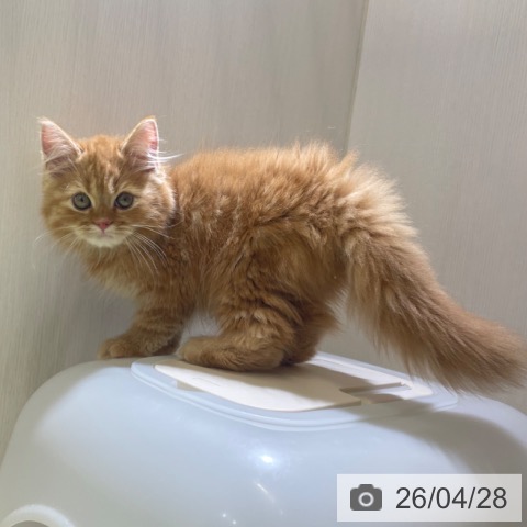 スコティッシュフォールドの写真