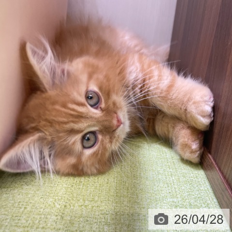 スコティッシュフォールドの写真