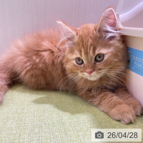 スコティッシュフォールドの写真