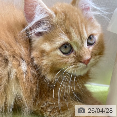 スコティッシュフォールドの写真