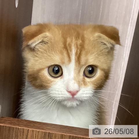 スコティッシュフォールドの写真