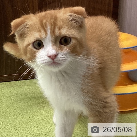 スコティッシュフォールドの写真