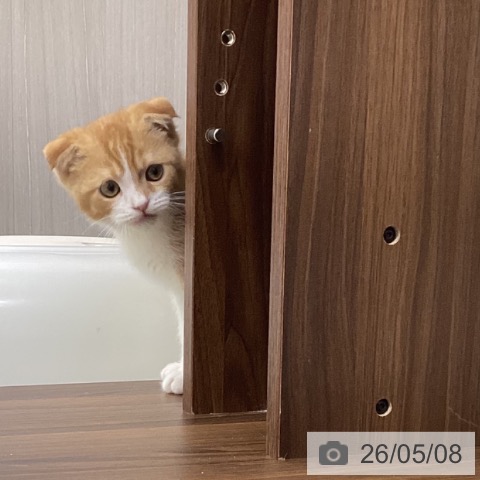 スコティッシュフォールドの写真
