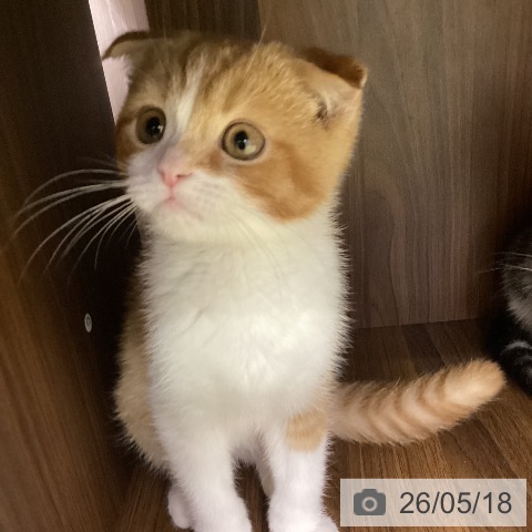 スコティッシュフォールドの写真