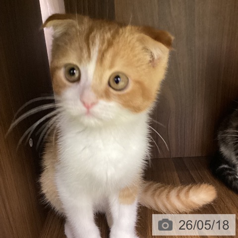 スコティッシュフォールドの写真