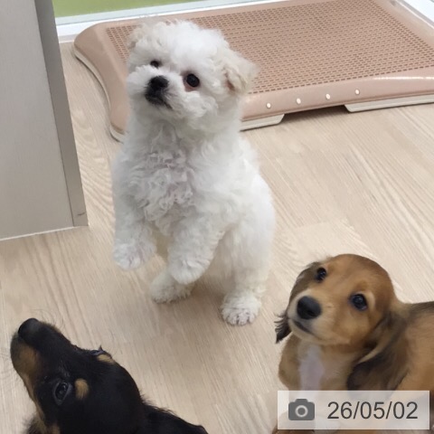 ビション・フリーゼの写真
