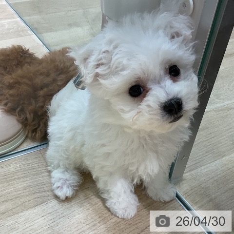 ビション・フリーゼの写真