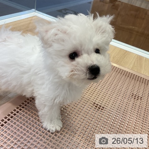 愛知県のビションフリーゼ (ペットプラス 三好店/2026年2月27日生まれ/男の子/ホワイト)の子犬の4枚目の画像