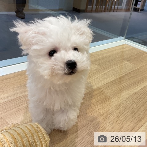 愛知県のビションフリーゼ (ペットプラス 岡崎店/2026年2月27日生まれ/男の子/ホワイト)の子犬の3枚目の画像