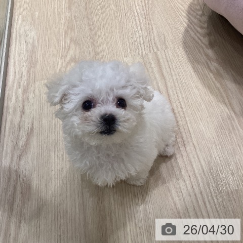 ビション・フリーゼの写真