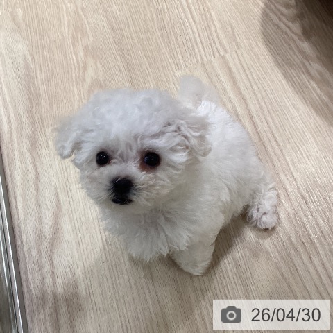 ビション・フリーゼの写真