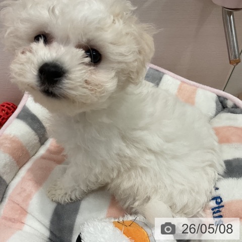 愛知県のビションフリーゼ (ペットプラス 名古屋茶屋店/2026年2月27日生まれ/女の子/ホワイト)の子犬の4枚目の画像