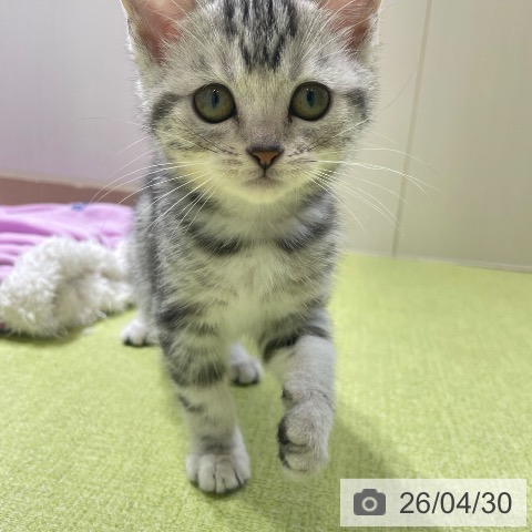 富山県のアメリカンショートヘアー (ペットプラス 高岡店/2026年2月7日生まれ/女の子/シルバーパッチドタビー)の子猫の4枚目の画像